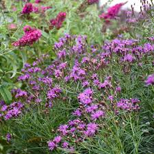 Image result for Vernonia kirkii