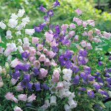 Details About Canterbury Bells Campanula Mix Of Roses Blues Whites 100 Fresh Seeds Lovely Planting Flowers Flower Garden Perennials