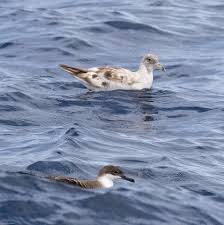 Image result for Dissotis caloneura