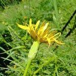 Image result for Pseudopodospermum hispanicum