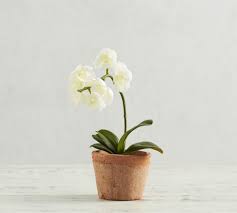 The height of shelving allows you to decorate or plants flower because you got more space more efficiently. Mini Faux Potted Orchid Artificial Flowers Pottery Barn