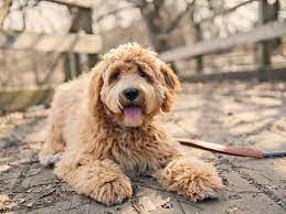 Dating way back to the 14 century, the briad or berger de brie was bred to be herding and flock guard dog. 13 Cute Dog Breeds With Curly Hair