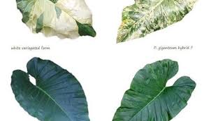 Philodendron Guide In 2020 House Plants Plant Leaves Plant Guide