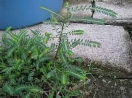 Khasiat lain dari daun karet kebo adalah melancarkan aliran darah. Pokok Dukung Anak Amin Buah Dan Petua Herba Kampung Facebook