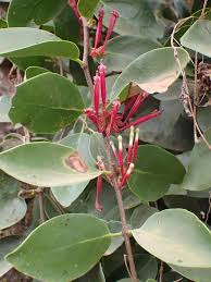 Image result for Tapinanthus constrictiflorus