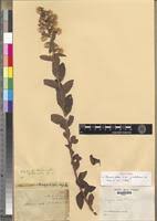 Image result for Blumea adamsii