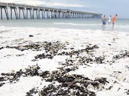 DEP urges beachgoers to report tar material