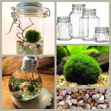 Diy Jar Aquarium Terrarium What You Need Jar Japanese Marimo Moss Balls About 1 2 In Diameter Glass Pebbles Small S Marimo Moss Ball Marimo Moss Marimo