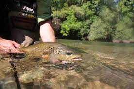 Die fische beißen heute gut. Alle Tipps Und Tricks Zum Forellenfischen Jetzt Einfach Erklart
