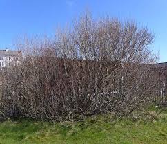 Image result for Goat Willow
