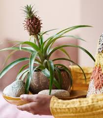 Image result for Ananas