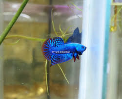 Sd wild betta farm | focuses on wild betta for sale. Fs Thailand 50 High Quality Captive Bred Wild Type Alien Hybrid Betta Aquaswap