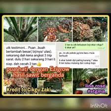 Dua ekar ialah 120 pokok. Tanam Sawit Sama 10 Ekar Tapi Baja Ezigrow Kuantan