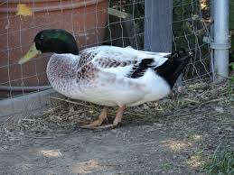 Funky Frugal Mommy: Duck Breeding Facts & Information