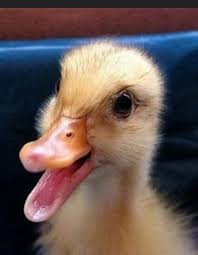 25 funny pictures of smiling animals, 25 funny pictures of smiling animals, funny smiling animals pictures, funny pictures animals, funny pictures of animals smiling,. Funny Smile Smiling Animals Funny Animals Happy Animals