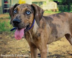 Black And Tan Catahoula Leopard Dog Male Catahoula Puppy Brindle Leopard Owned By Sasquatch Catahoulas Catahoula Puppies Leopard Dog Catahoula Leopard Dog