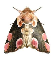 Thyatira Batis Photo Animaux Insectes Et Entomologie