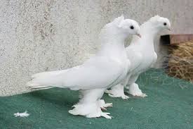 Pigeons Hayvanlar Guzel Kuslar Kus