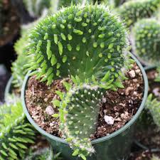 Image result for Austrocylindropuntia