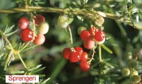 Image result for A. densiflorus Sprengeri