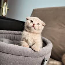 Belgrad Scottish Fold Cream Sfs E Wch Cattery Scottish Fold Scottish Straight Kedi Evi Facebook