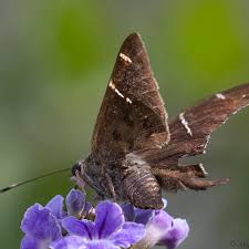 Image result for Telechrysis tripuncta