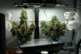 But as plants mature they use more water. Aerogarden Marijuana Growing Easiest Way To Grow Weed Beginners
