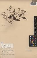 Image result for Clematis hirsuta