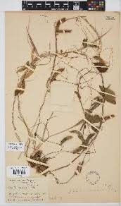 Image result for Megalastrum lanuginosum