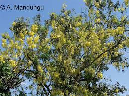 Image result for Senna floribunda