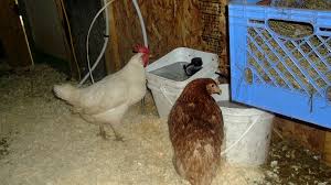 We did not find results for: How To Make An Automatic Chicken Waterer Clucking Marvellous