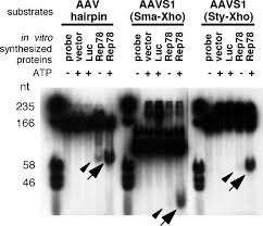 Image result for White 1999 AAV