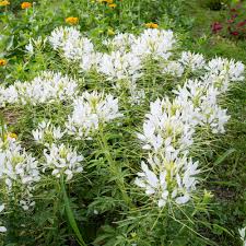 Image result for Cleome rubella