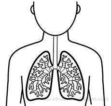 solunum sistemi modelimiz deney ve sanat etkinligi okul oncesi etkinlikleri okul okul oncesi anaokulu temalari
