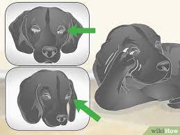 Maybe you would like to learn more about one of these? 3 Ways To Treat Dog Conjunctivitis Wikihow Pet