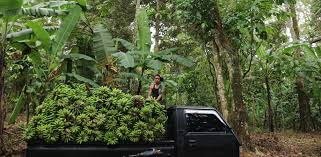 Facebook gives people the power to share and. Pangan Hutan Yang Selamatkan Warga Aik Berik Di Saat Gempa Lombok Mongabay Co Id Mongabay Co Id