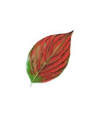 The united states is a country consisting of 50 states and covering a vast portion of north america, with alaska to the northwest and hawaii expanding the country's presence in the pacific ocean. Fall Leaf Identifier Leaves And Fall Foliage Of New York