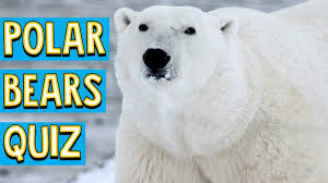 Everyone is bound to think twice and have a chuckle when you ask these questions. Take A Dip In This 10 Question Polar Bear Quiz Explore Awesome Activities Fun Facts Cbc Kids