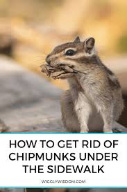 But they'll destroy a garden, eat your bird seed, and fill a yard with holes. How To Get Rid Of Chipmunks Under The Sidewalk Wigglywisdom Com