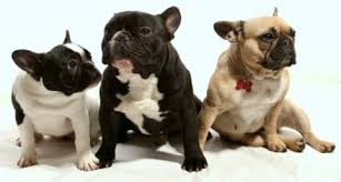 French Bulldog Kopek Cinsi Ve Ozellikleri Ajanimo