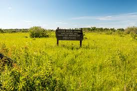 Image result for Sorghastrum fuscescens