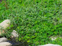 Image result for Marsilea minuta