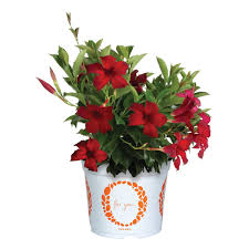 Image result for dipladenie hybrida rio obrázek