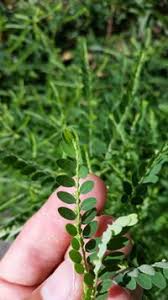 Image result for Phyllanthus fraternus