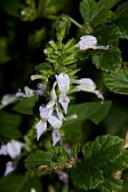 Image result for Hypoestes forskaolii