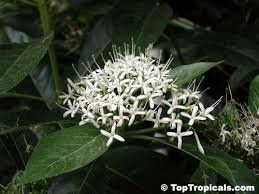 Image result for Pavetta sp. B