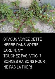 Si Vous Voyez Cette Herbe Dans Votre Jardin N Y Touchez Pas Voici 7 Bonnes Raisons Pour Ne Pas La Tuer Plants Garden Jardin