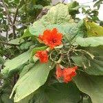 Image result for Cordia africana