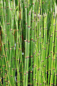 Weitere ideen zu schachtelhalm, gartengestaltung, bepflanzung. Winter Schachtelhalm Xl Grunpflanzen Pflanzen Der Palmenmann