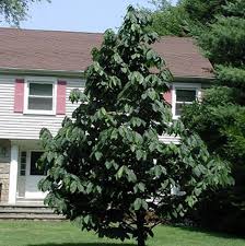 There is less heat and water stress associated with planting then for you and your trees! Pawpaw Picking Difficult In South Jersey Gloucester County Nature Club Nj Com